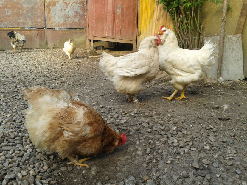  - Găini MATCĂ MATURĂ - eclozate în 2021 - fotografiate miercuri 15 mai 2024