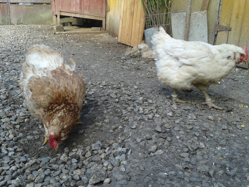  - Găini MATCĂ MATURĂ - eclozate în 2021 - fotografiate miercuri 15 mai 2024