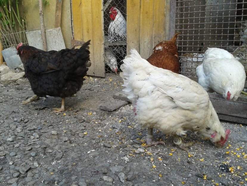  - Găini MATCĂ MATURĂ - eclozate în 2021 - fotografiate miercuri 15 mai 2024