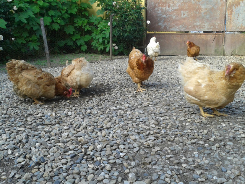  - Găini MATCĂ MATURĂ - eclozate în 2021 - fotografiate miercuri 15 mai 2024