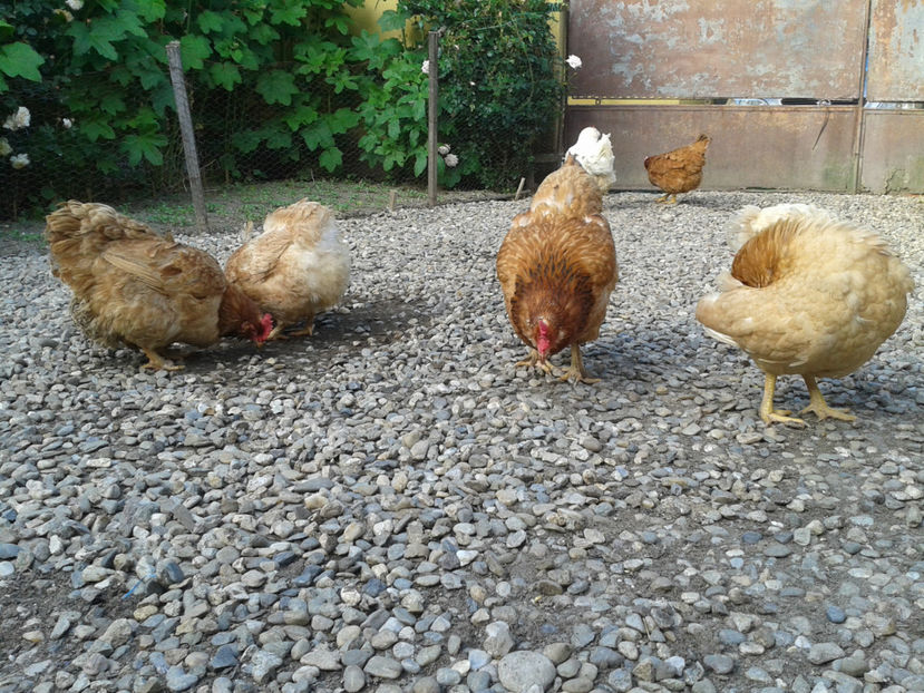  - Găini MATCĂ MATURĂ - eclozate în 2021 - fotografiate miercuri 15 mai 2024