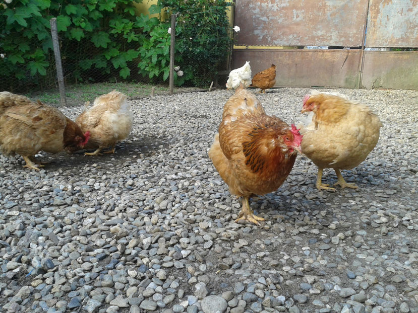 - Găini MATCĂ MATURĂ - eclozate în 2021 - fotografiate miercuri 15 mai 2024