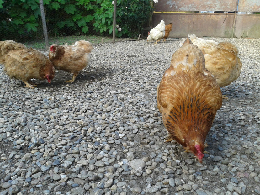  - Găini MATCĂ MATURĂ - eclozate în 2021 - fotografiate miercuri 15 mai 2024