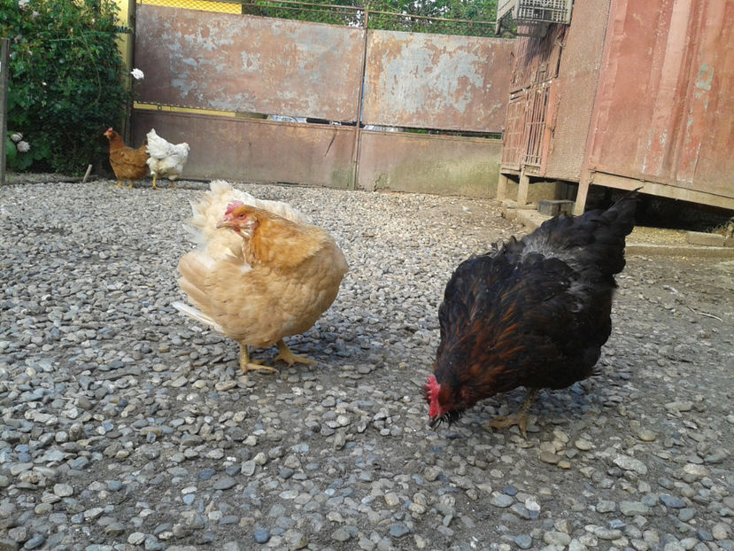  - Găini MATCĂ MATURĂ - eclozate în 2021 - fotografiate miercuri 15 mai 2024