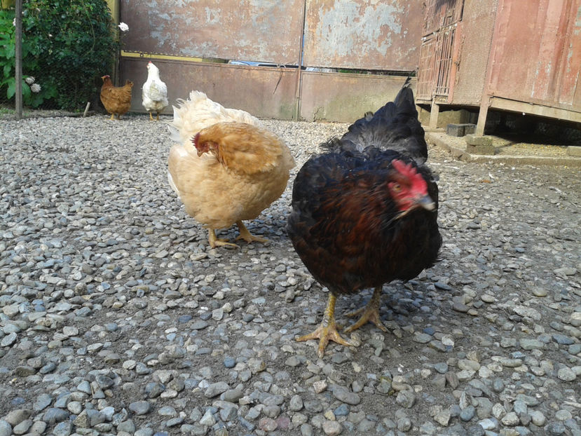  - Găini MATCĂ MATURĂ - eclozate în 2021 - fotografiate miercuri 15 mai 2024