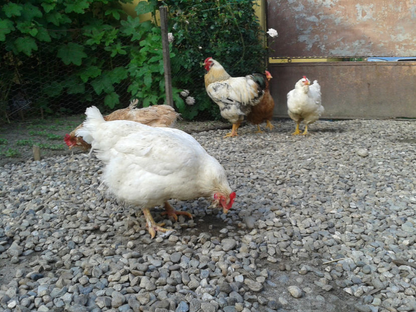  - Găini MATCĂ MATURĂ - eclozate în 2021 - fotografiate miercuri 15 mai 2024