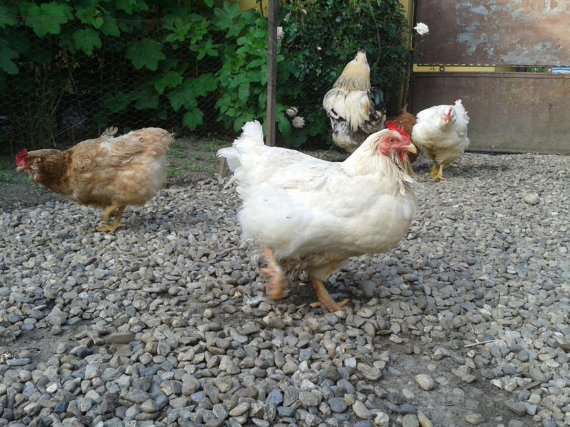  - Găini MATCĂ MATURĂ - eclozate în 2021 - fotografiate miercuri 15 mai 2024