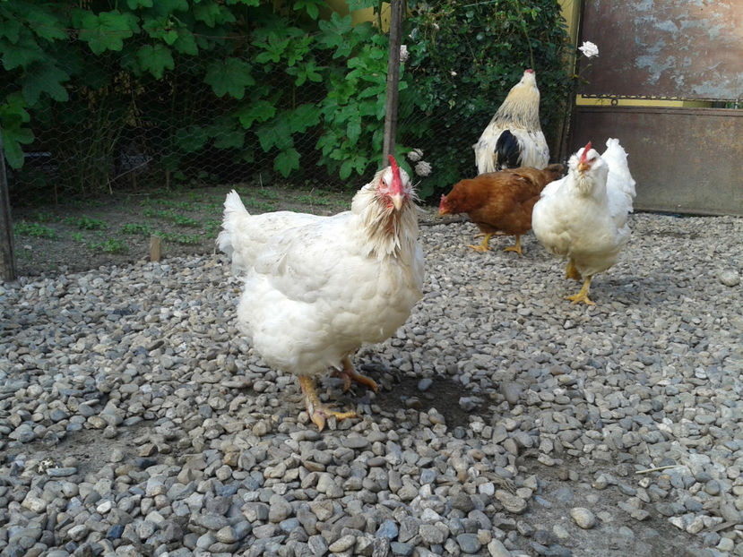  - Găini MATCĂ MATURĂ - eclozate în 2021 - fotografiate miercuri 15 mai 2024