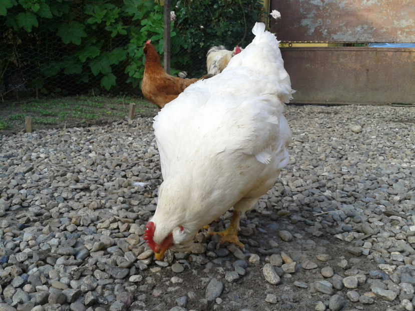  - Găini MATCĂ MATURĂ - eclozate în 2021 - fotografiate miercuri 15 mai 2024