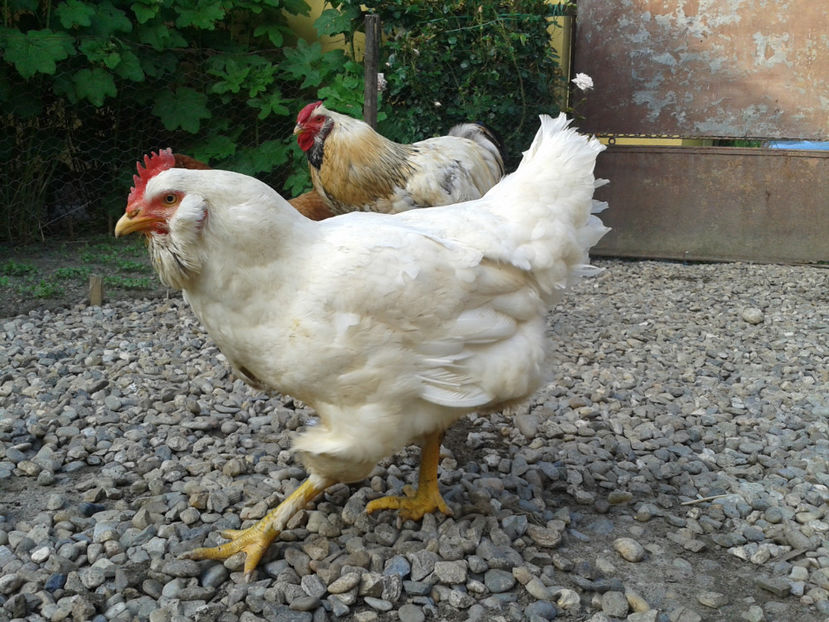  - Găini MATCĂ MATURĂ - eclozate în 2021 - fotografiate miercuri 15 mai 2024