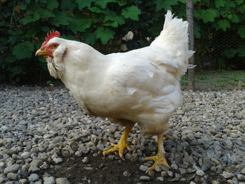  - Găini MATCĂ MATURĂ - eclozate în 2021 - fotografiate miercuri 15 mai 2024