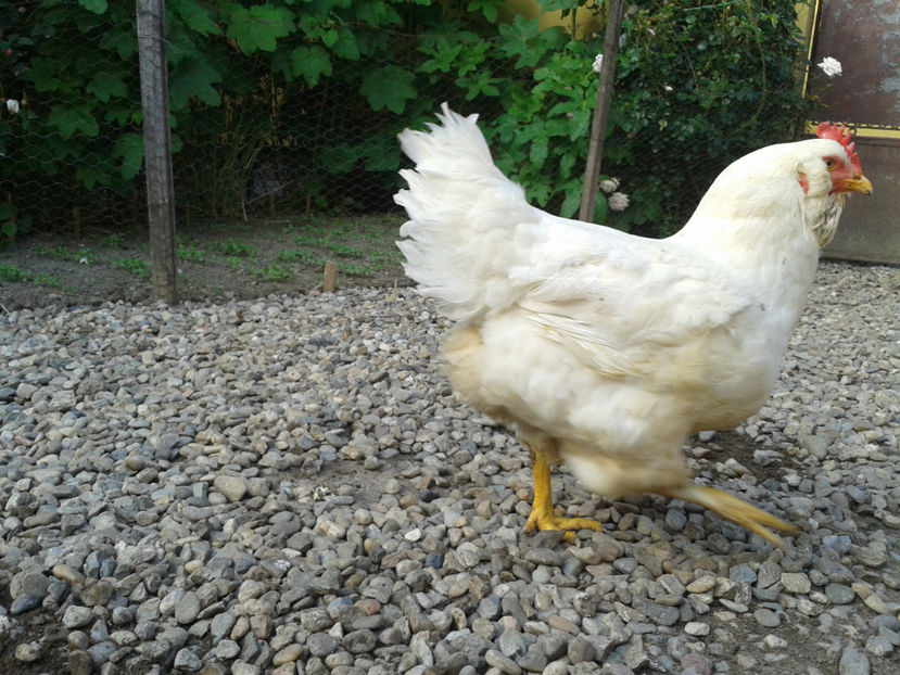  - Găini MATCĂ MATURĂ - eclozate în 2021 - fotografiate miercuri 15 mai 2024