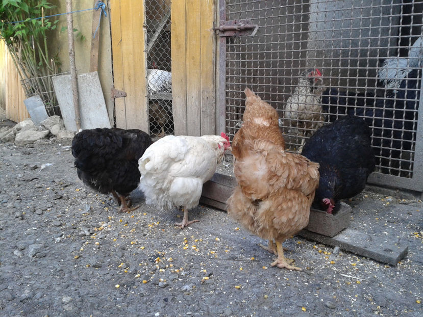  - Găini MATCĂ MATURĂ - eclozate în 2021 - fotografiate miercuri 15 mai 2024