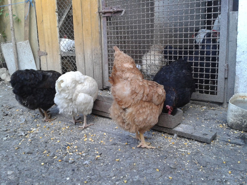  - Găini MATCĂ MATURĂ - eclozate în 2021 - fotografiate miercuri 15 mai 2024