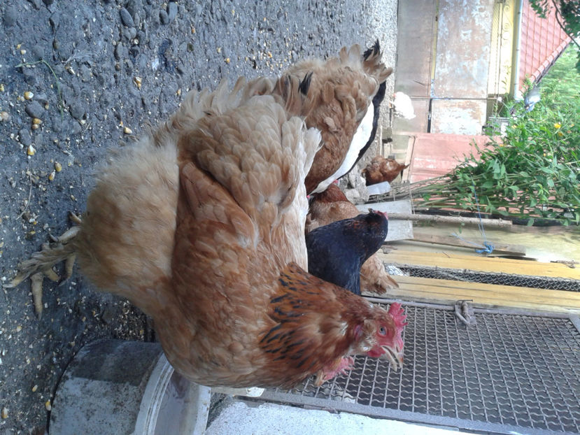  - Găini MATCĂ MATURĂ - eclozate în 2021 - fotografiate miercuri 15 mai 2024