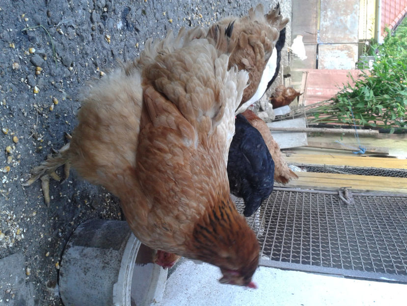  - Găini MATCĂ MATURĂ - eclozate în 2021 - fotografiate miercuri 15 mai 2024