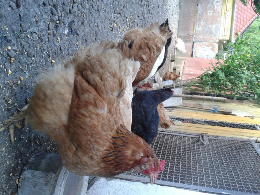  - Găini MATCĂ MATURĂ - eclozate în 2021 - fotografiate miercuri 15 mai 2024