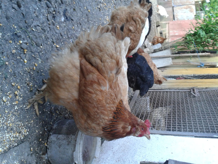  - Găini MATCĂ MATURĂ - eclozate în 2021 - fotografiate miercuri 15 mai 2024