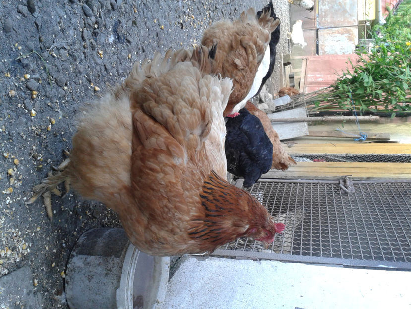  - Găini MATCĂ MATURĂ - eclozate în 2021 - fotografiate miercuri 15 mai 2024