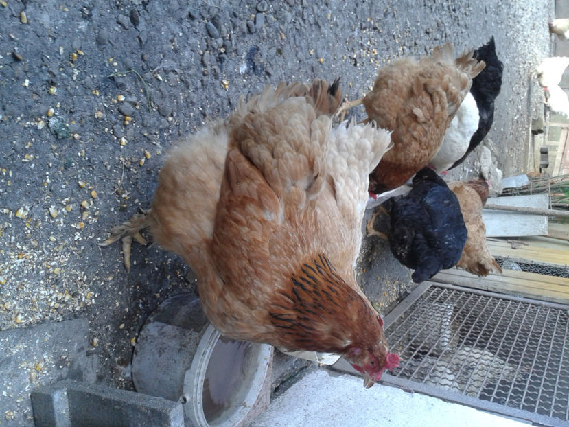  - Găini MATCĂ MATURĂ - eclozate în 2021 - fotografiate miercuri 15 mai 2024