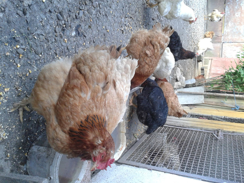  - Găini MATCĂ MATURĂ - eclozate în 2021 - fotografiate miercuri 15 mai 2024