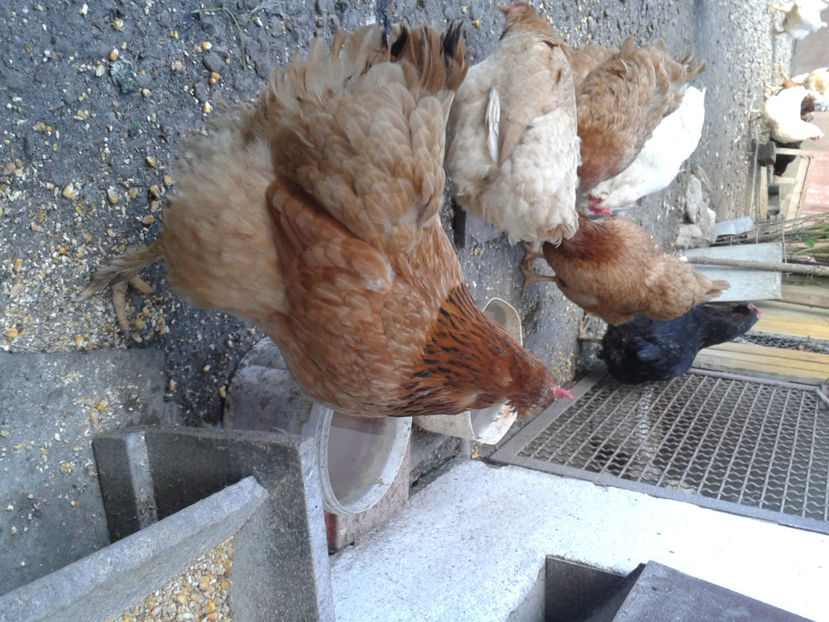  - Găini MATCĂ MATURĂ - eclozate în 2021 - fotografiate miercuri 15 mai 2024