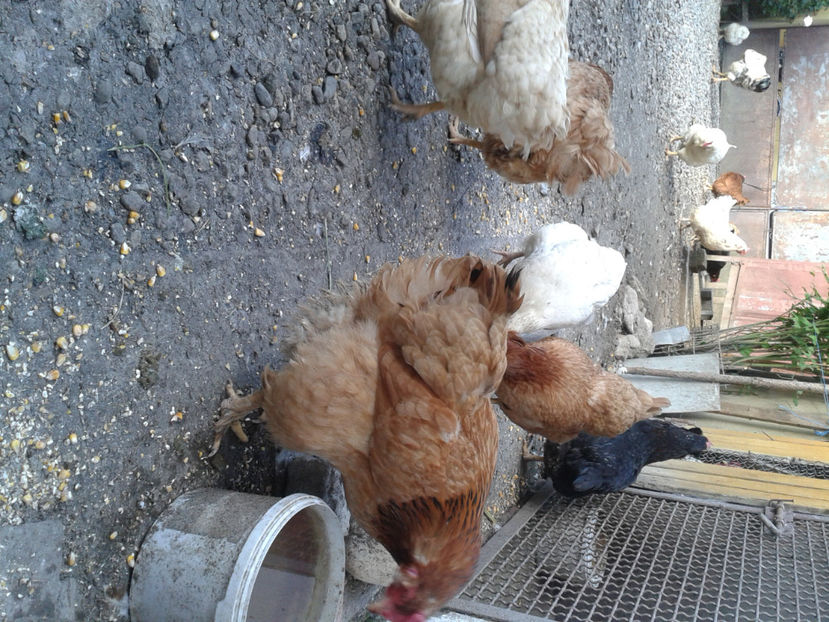  - Găini MATCĂ MATURĂ - eclozate în 2021 - fotografiate miercuri 15 mai 2024