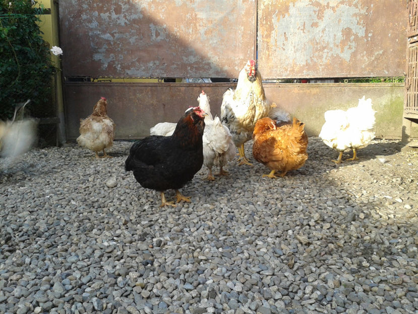  - Găini MATCĂ MATURĂ - eclozate în 2021 - fotografiate miercuri 15 mai 2024