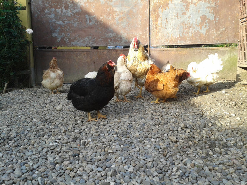  - Găini MATCĂ MATURĂ - eclozate în 2021 - fotografiate miercuri 15 mai 2024