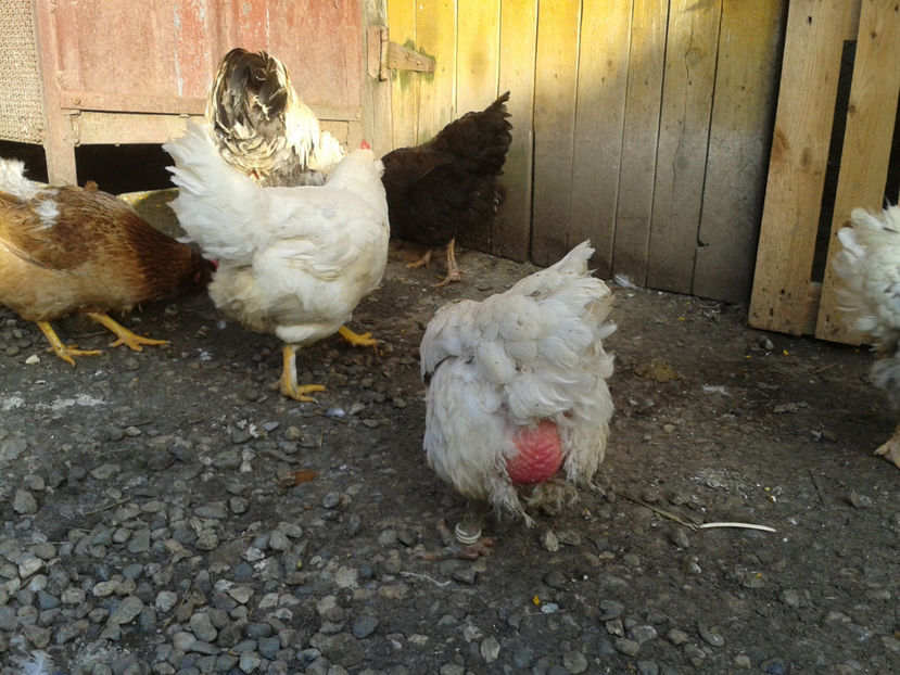  - Găini MATCĂ MATURĂ - eclozate în 2021 - fotografiate miercuri 15 mai 2024