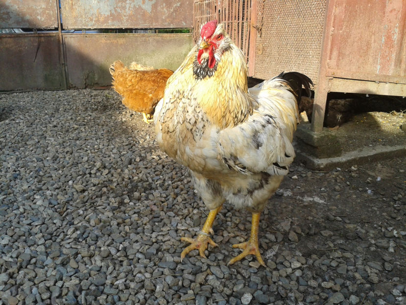  - Găini MATCĂ MATURĂ - eclozate în 2021 - fotografiate miercuri 15 mai 2024