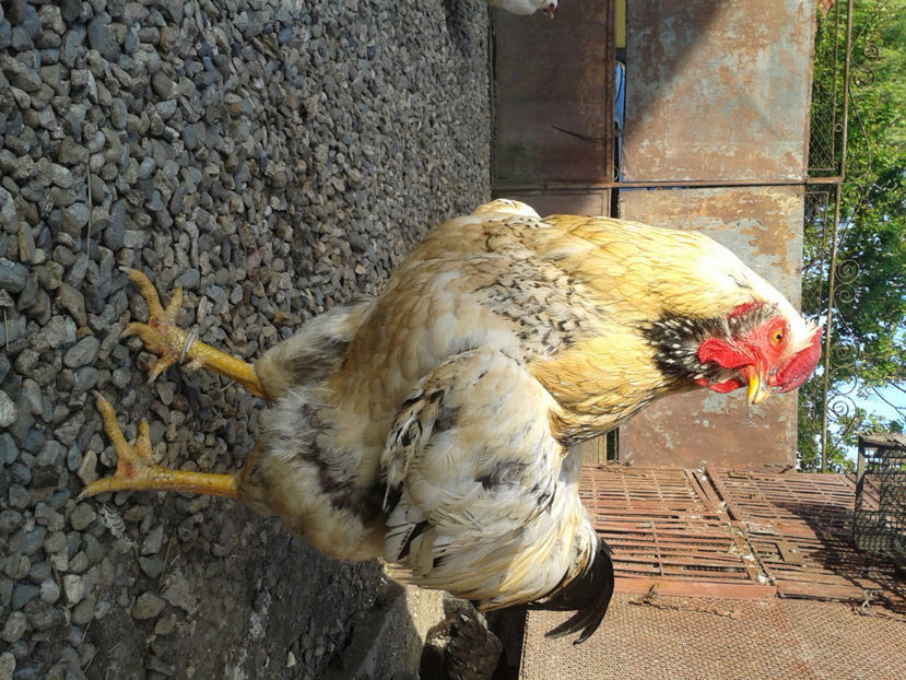  - Găini MATCĂ MATURĂ - eclozate în 2021 - fotografiate miercuri 15 mai 2024