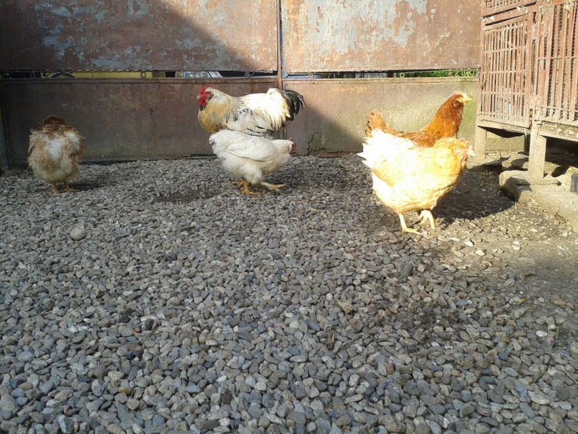  - Găini MATCĂ MATURĂ - eclozate în 2021 - fotografiate miercuri 15 mai 2024