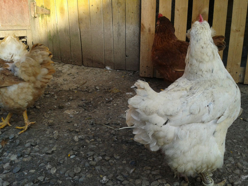  - Găini MATCĂ MATURĂ - eclozate în 2021 - fotografiate miercuri 15 mai 2024