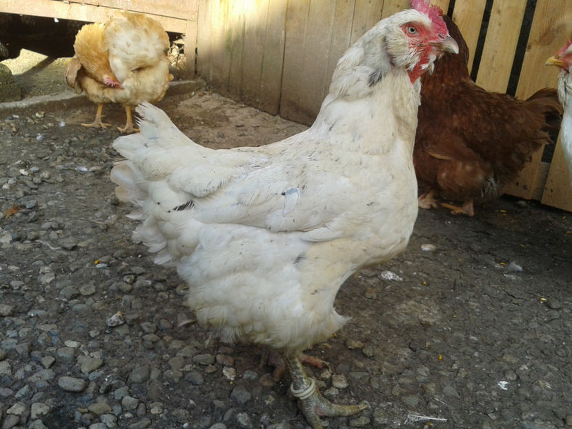  - Găini MATCĂ MATURĂ - eclozate în 2021 - fotografiate miercuri 15 mai 2024