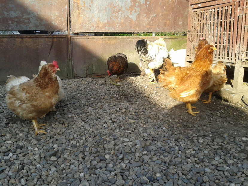  - Găini MATCĂ MATURĂ - eclozate în 2021 - fotografiate miercuri 15 mai 2024