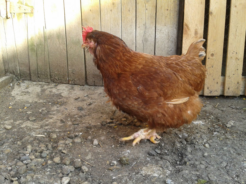  - Găini MATCĂ MATURĂ - eclozate în 2021 - fotografiate miercuri 15 mai 2024