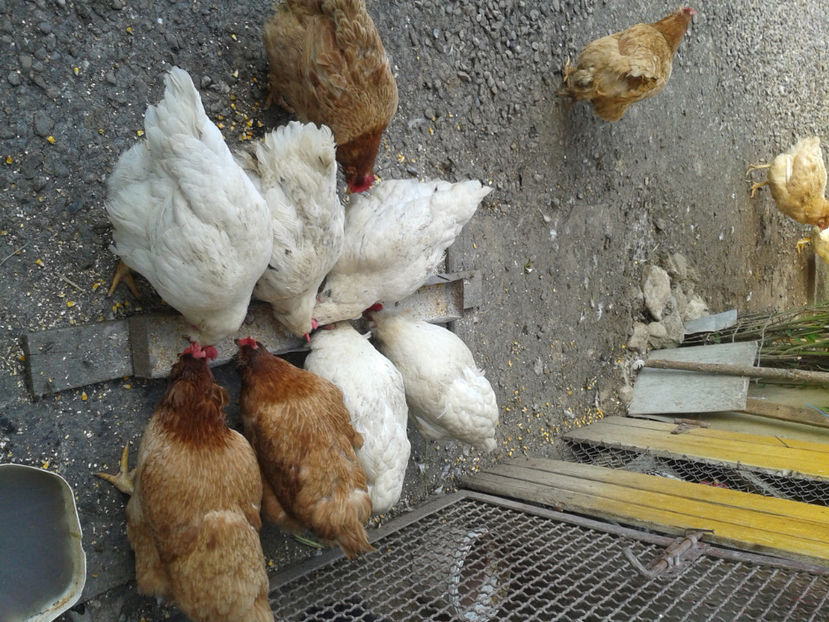  - Găini MATCĂ MATURĂ - eclozate în 2021 - fotografiate miercuri 15 mai 2024