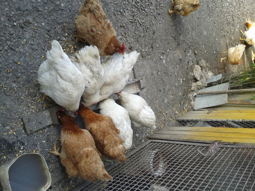  - Găini MATCĂ MATURĂ - eclozate în 2021 - fotografiate miercuri 15 mai 2024