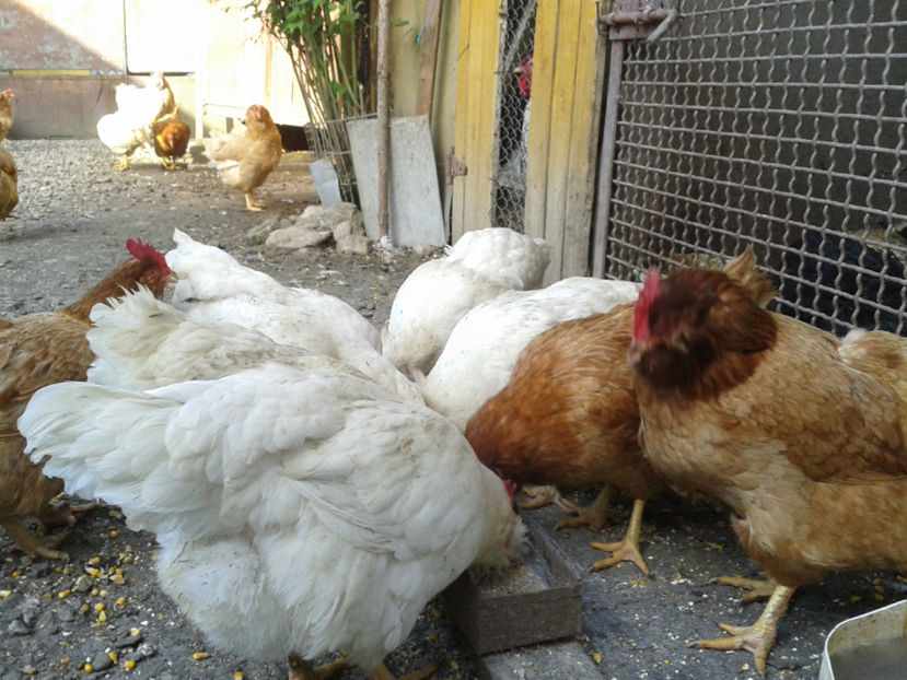  - Găini MATCĂ MATURĂ - eclozate în 2021 - fotografiate miercuri 15 mai 2024