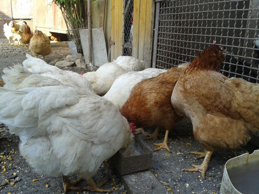  - Găini MATCĂ MATURĂ - eclozate în 2021 - fotografiate miercuri 15 mai 2024