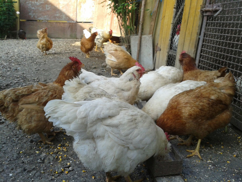  - Găini MATCĂ MATURĂ - eclozate în 2021 - fotografiate miercuri 15 mai 2024