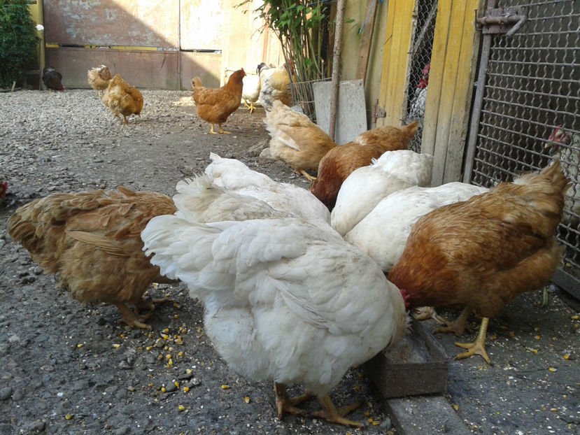  - Găini MATCĂ MATURĂ - eclozate în 2021 - fotografiate miercuri 15 mai 2024