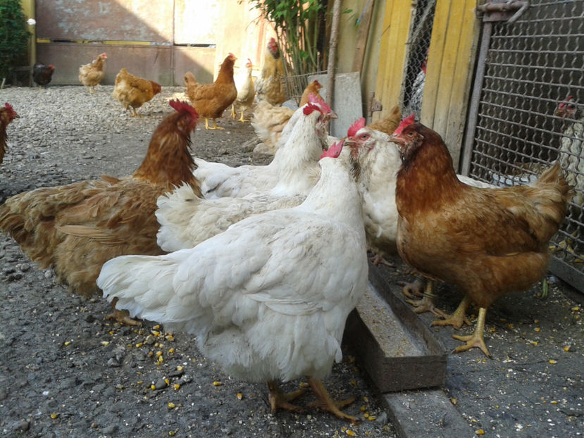  - Găini MATCĂ MATURĂ - eclozate în 2021 - fotografiate miercuri 15 mai 2024