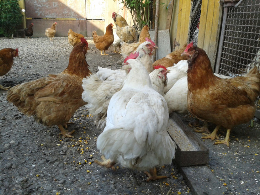  - Găini MATCĂ MATURĂ - eclozate în 2021 - fotografiate miercuri 15 mai 2024