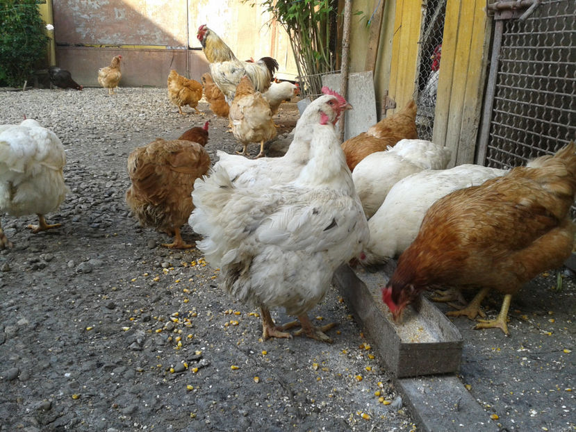  - Găini MATCĂ MATURĂ - eclozate în 2021 - fotografiate miercuri 15 mai 2024