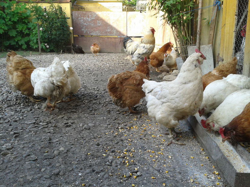  - Găini MATCĂ MATURĂ - eclozate în 2021 - fotografiate miercuri 15 mai 2024