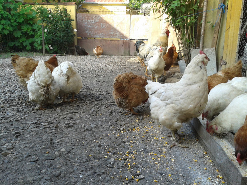  - Găini MATCĂ MATURĂ - eclozate în 2021 - fotografiate miercuri 15 mai 2024