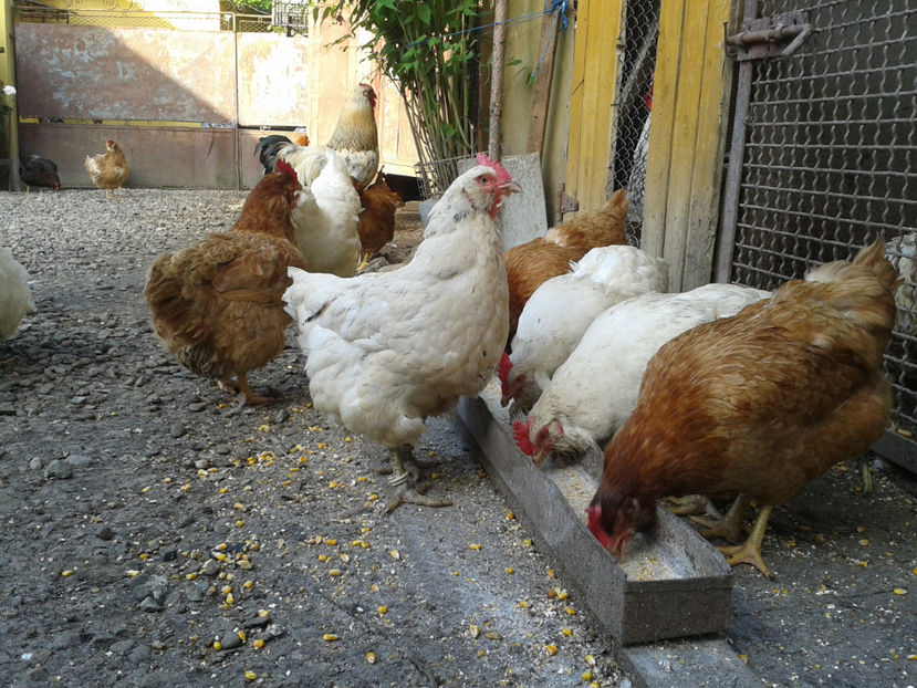  - Găini MATCĂ MATURĂ - eclozate în 2021 - fotografiate miercuri 15 mai 2024