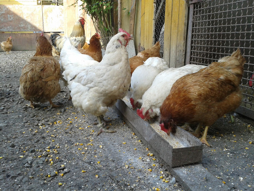  - Găini MATCĂ MATURĂ - eclozate în 2021 - fotografiate miercuri 15 mai 2024